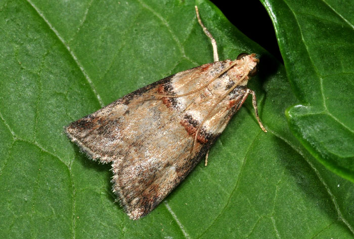 Pyralidae 5 - Acrobasis tumidana